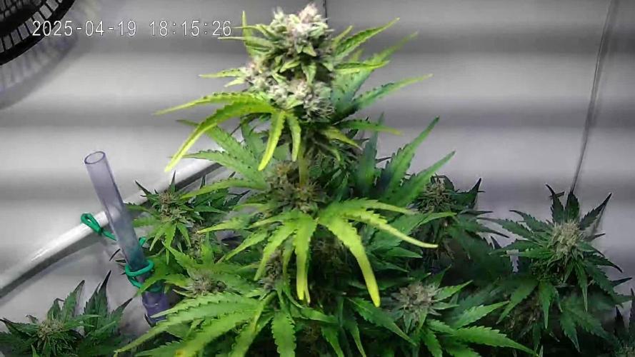 Watermelon Automatic (Grow 55)