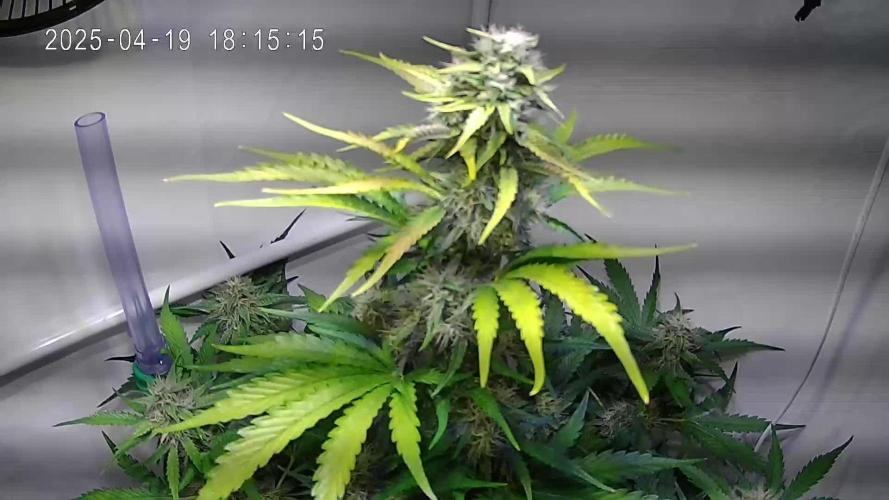 Fat Banana Automatic (Grow 56)