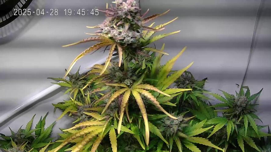 Watermelon Automatic (Grow 55)