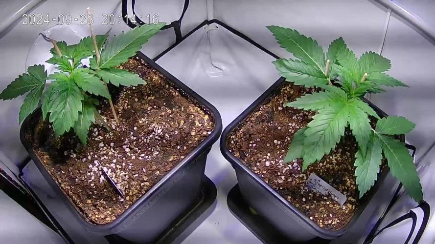 Frosted Guava Automatic (Grow 52)