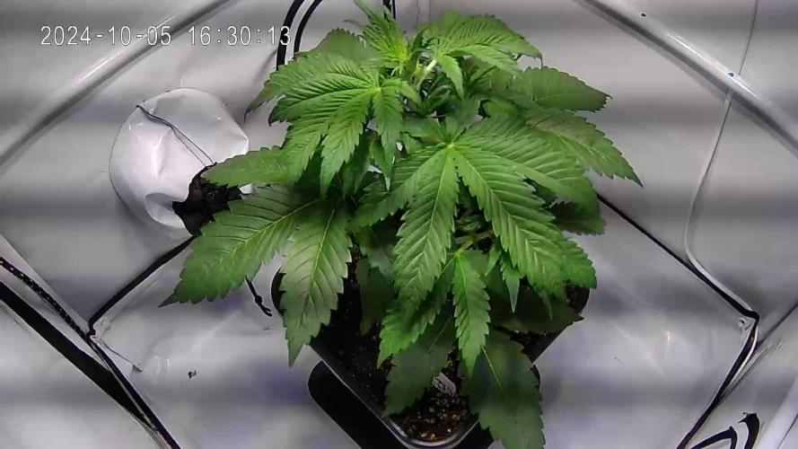 Frosted Guava Automatic (Grow 52)