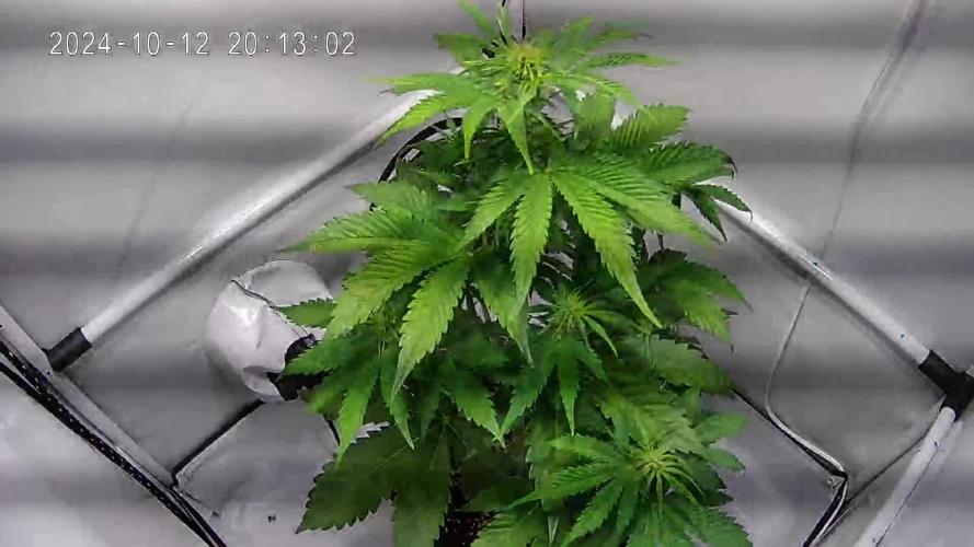 Frosted Guava Automatic (Grow 52)