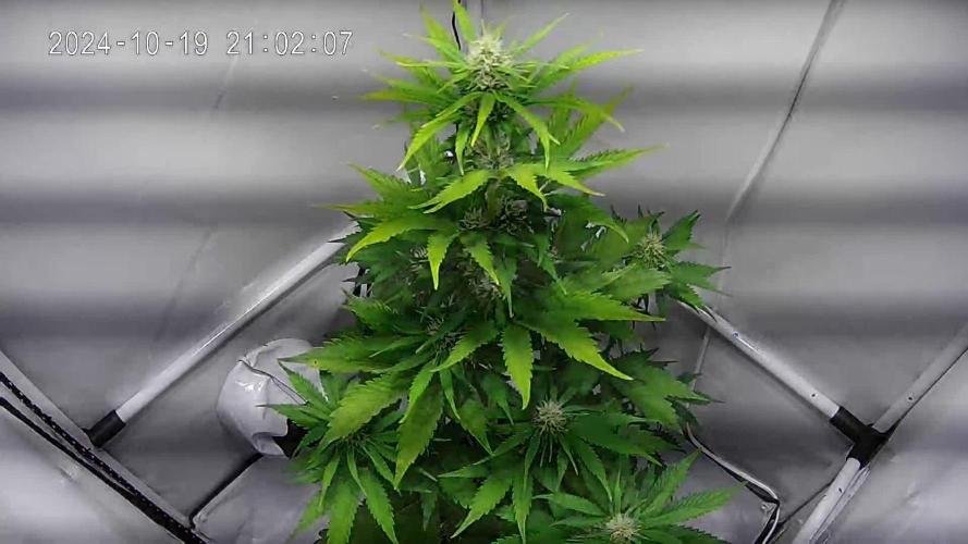 Frosted Guava Automatic (Grow 52)