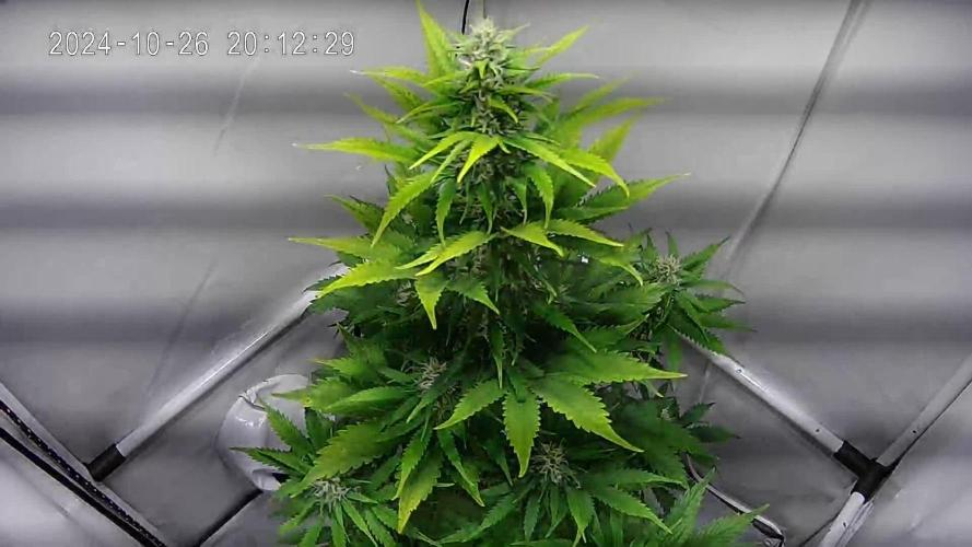 Frosted Guava Automatic (Grow 52)