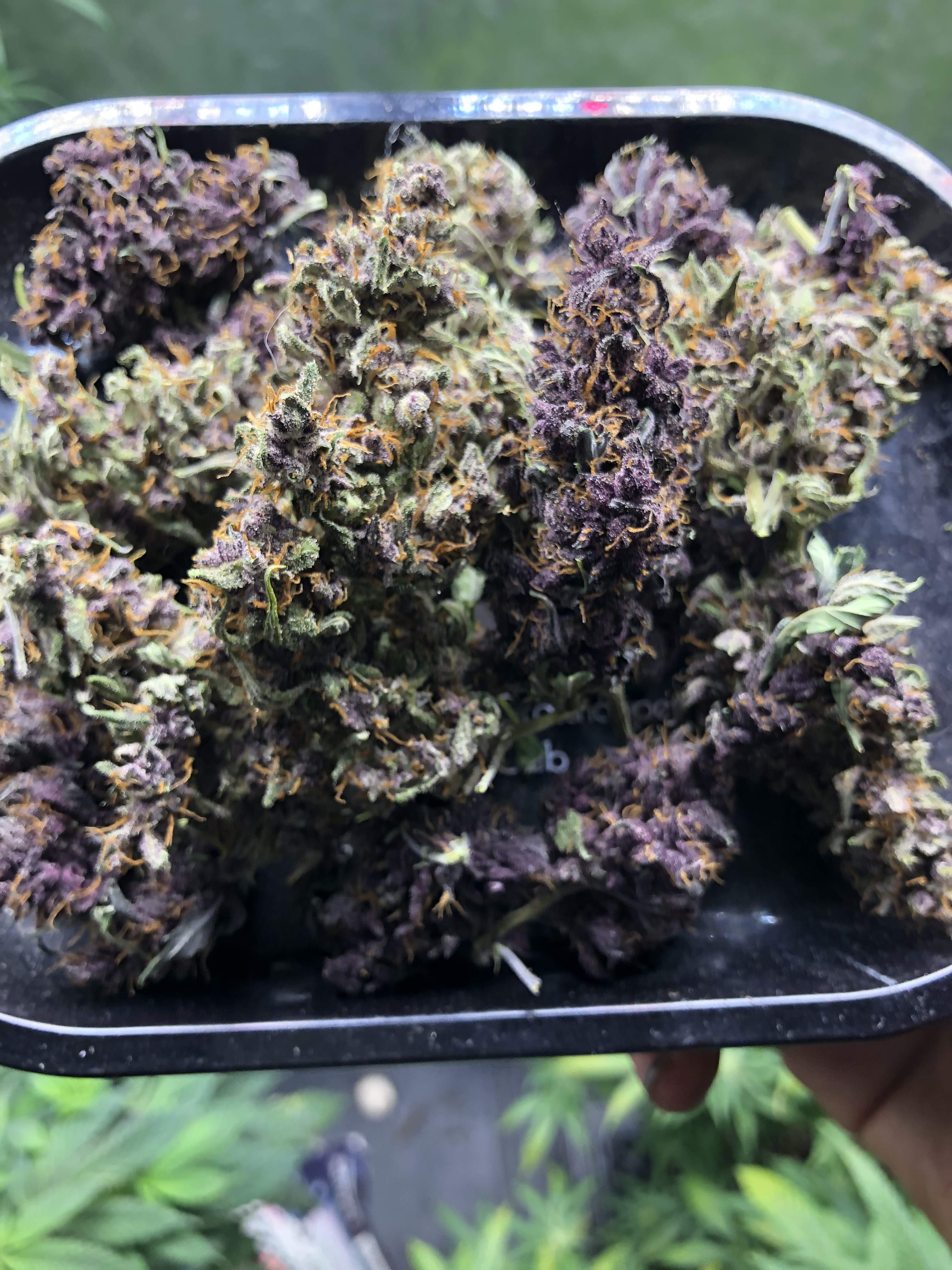 Fast Buds Blackberry Auto, Fast Buds Gelato Auto grow diary (journal