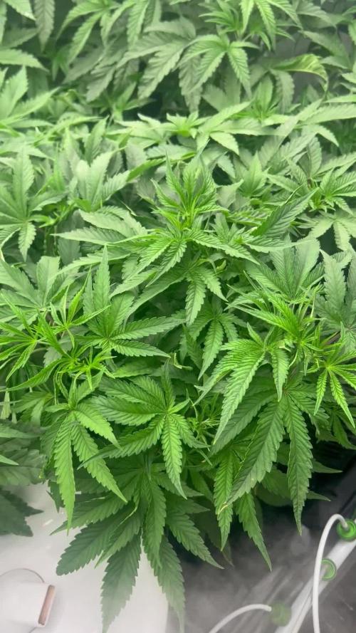 Coconut cream - perfect tree seeds