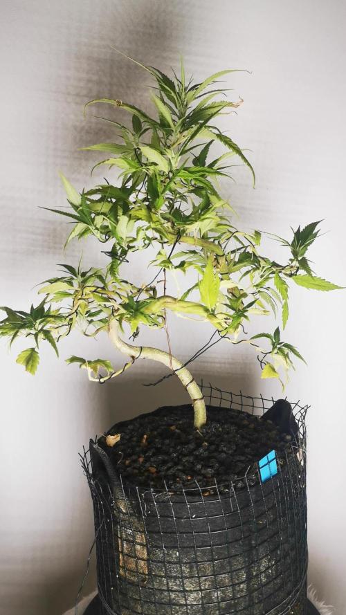 Swag MDC #1 - Out 2025 - Bonsaï style