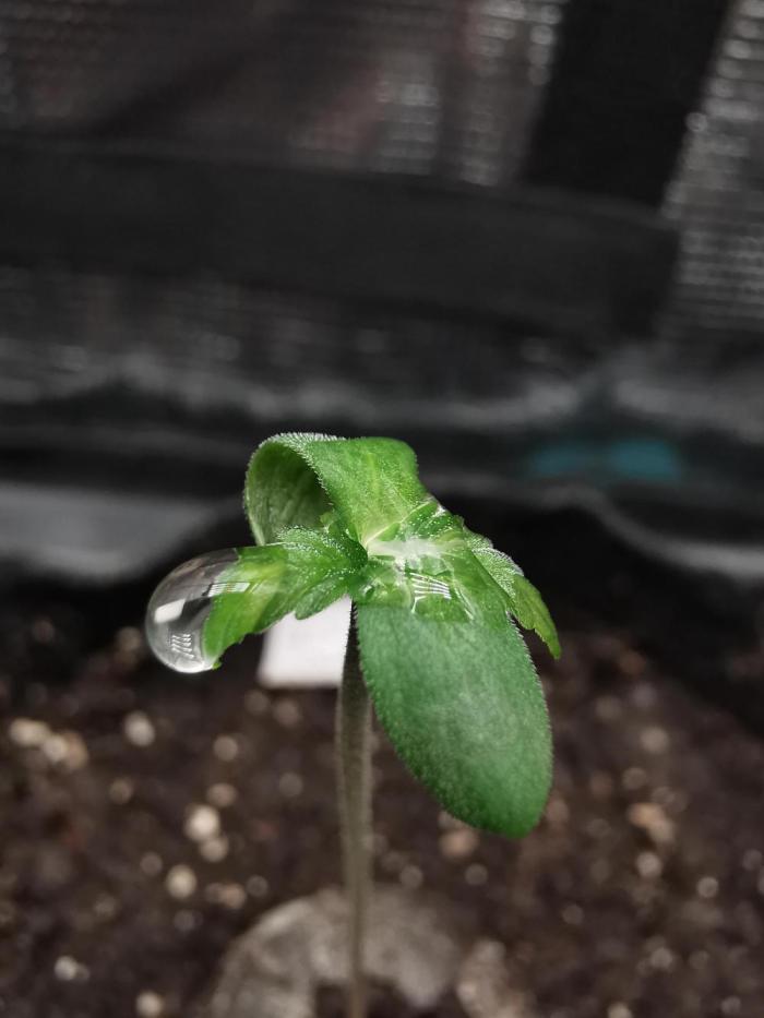 Moon Rock auto / 90x60x140 / FC-E4800. Week 0