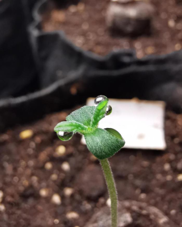 Big Demon auto / FC-E4800 / 90x60x140. Week 0