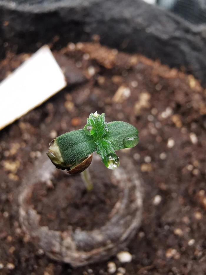 Northern Light auto/ FC-E4800/ 90x60x140. Week 0