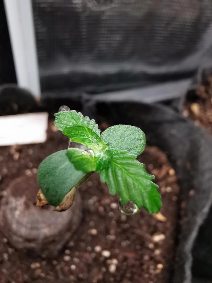 Fractal auto / FC-E4800 / 90x60x140. Week 0