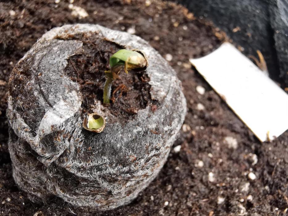 Godzilla Cookie auto /FC-E4800/90x60x140. Week 0