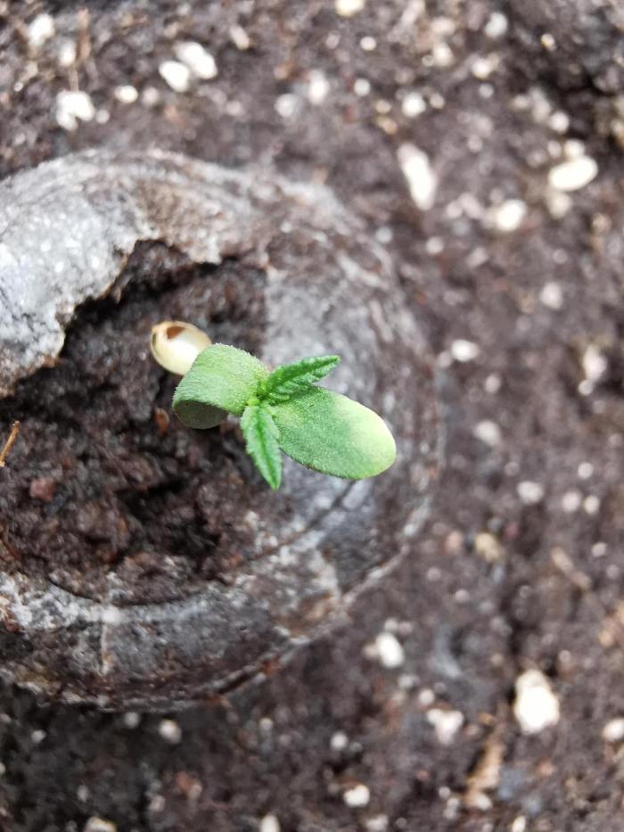 Apple Betty auto / FC-E4800 / 90x60x140. Week 0