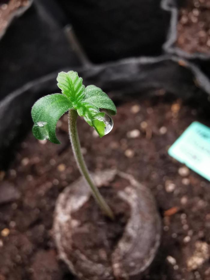 Mafia Skunk turbo / FC-E4800 / 90x60x140. Week 0