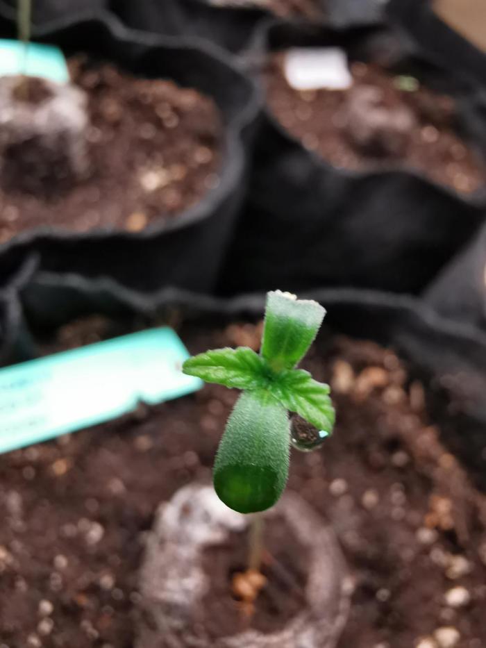 Creamy Beast turbo / FC-E4800 /90x60x140. Week 0