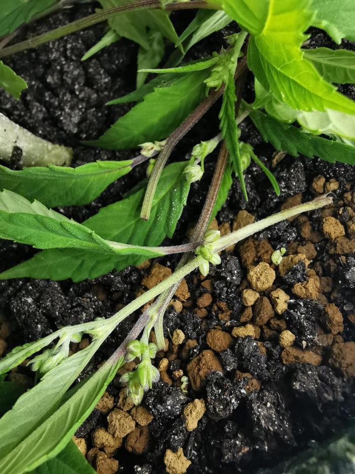 Swag MDC #6 - Out 2025 - Bonsaï style. Week 18