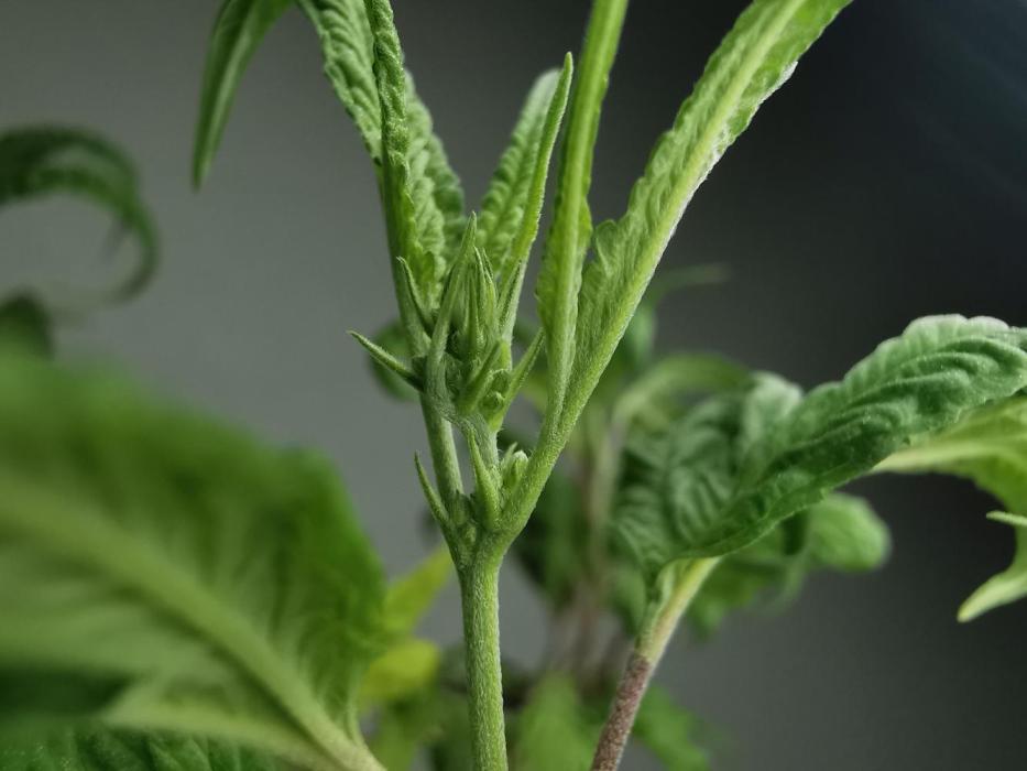 Swag MDC #5 - Out 2025 - Bonsaï style. Week 19