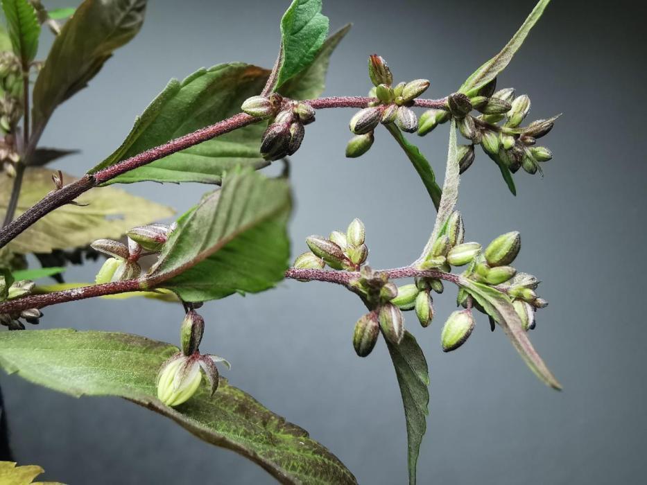 16.7# Blueberry Lime Kush AD n°1 - Out - Living Soil . Week 17