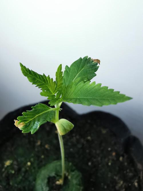 Moon Rock auto / 90x60x140 / FC-E4800. Week 1