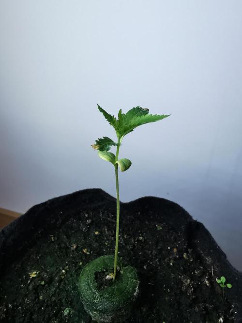 Moon Rock auto / 90x60x140 / FC-E4800. Week 1