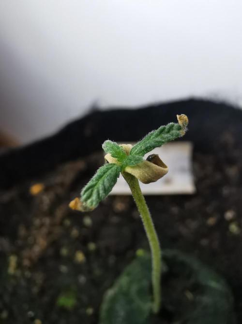 Big Demon auto / FC-E4800 / 90x60x140. Week 1