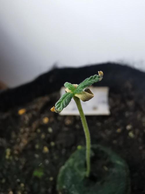 Big Demon auto / FC-E4800 / 90x60x140. Week 1