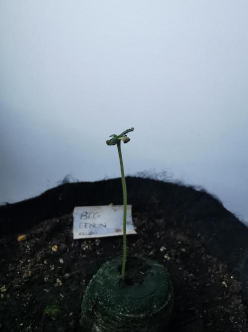 Big Demon auto / FC-E4800 / 90x60x140. Week 1