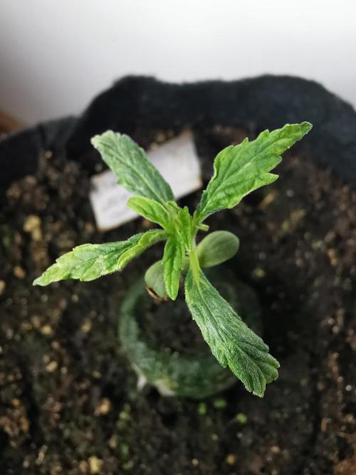 Northern Light auto/ FC-E4800/ 90x60x140. Week 1