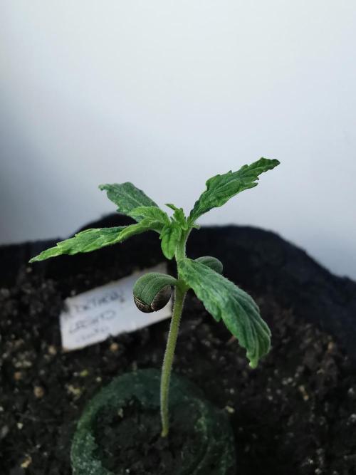 Northern Light auto/ FC-E4800/ 90x60x140. Week 1