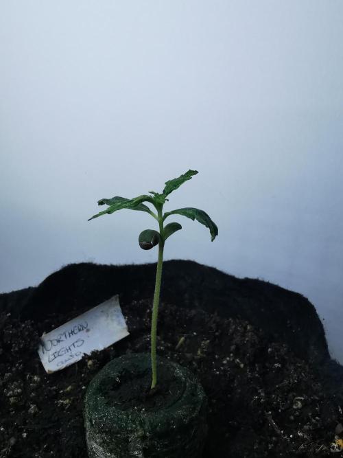 Northern Light auto/ FC-E4800/ 90x60x140. Week 1