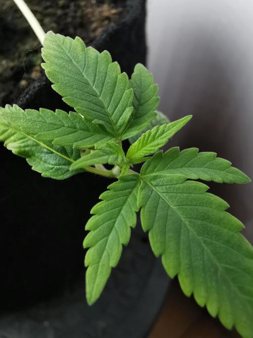 Fractal auto / FC-E4800 / 90x60x140. Week 1