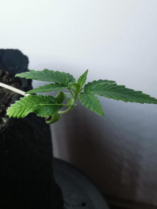 Fractal auto / FC-E4800 / 90x60x140. Week 1