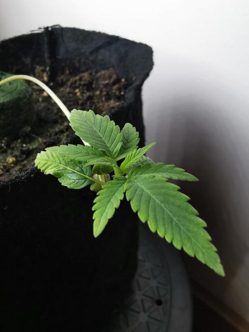 Fractal auto / FC-E4800 / 90x60x140. Week 1