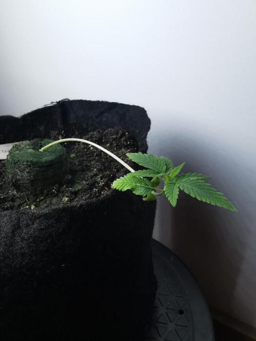 Fractal auto / FC-E4800 / 90x60x140. Week 1