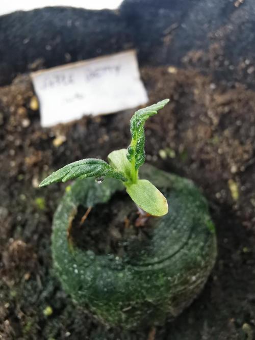 Apple Betty auto / FC-E4800 / 90x60x140. Week 1