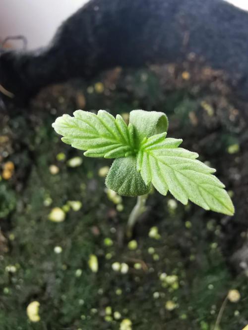 Pablo Escobar auto / FC-E4800 /90x60x140. Week 1