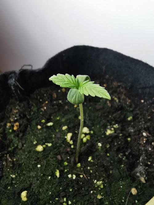 Pablo Escobar auto / FC-E4800 /90x60x140. Week 1