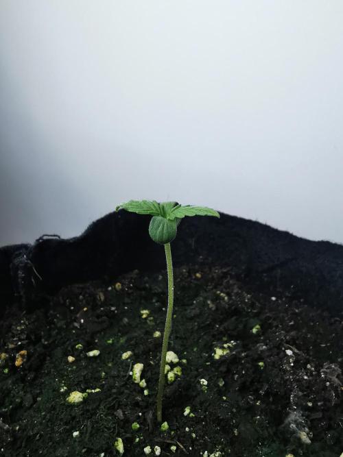 Pablo Escobar auto / FC-E4800 /90x60x140. Week 1