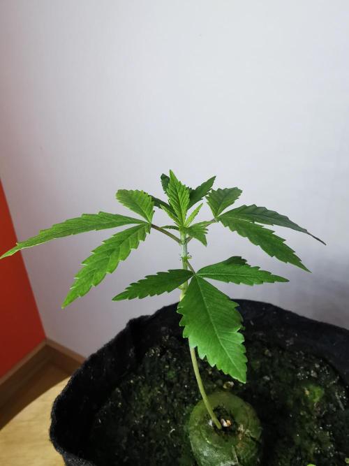 Moon Rock auto / 90x60x140 / FC-E4800. Week 2