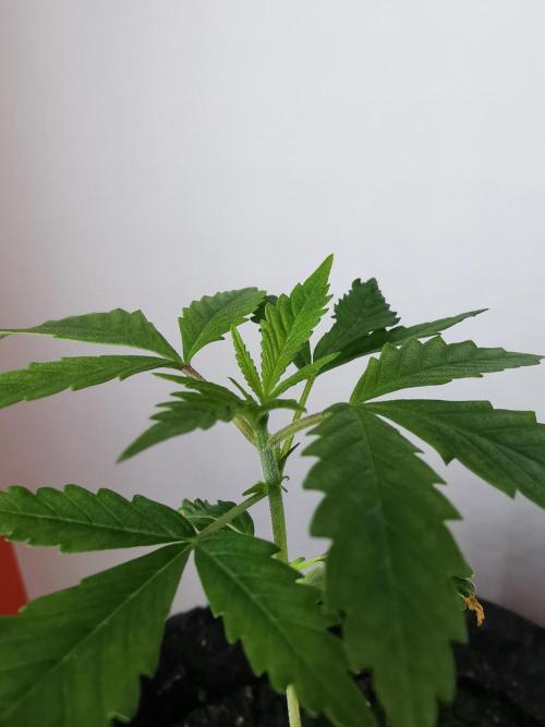 Moon Rock auto / 90x60x140 / FC-E4800. Week 2