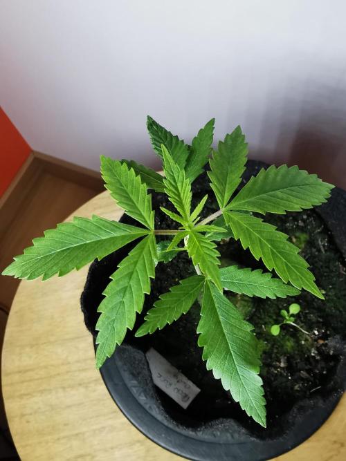 Moon Rock auto / 90x60x140 / FC-E4800. Week 2