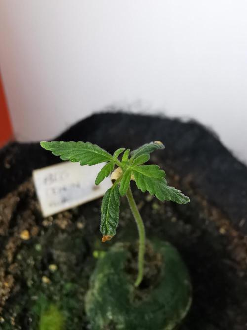 Big Demon auto / FC-E4800 / 90x60x140. Week 2