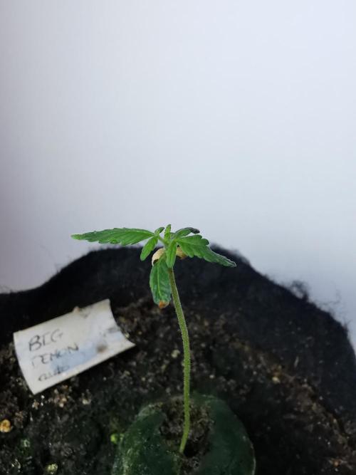 Big Demon auto / FC-E4800 / 90x60x140. Week 2