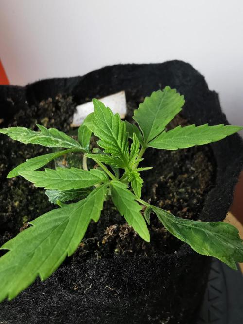 Northern Light auto/ FC-E4800/ 90x60x140. Week 2