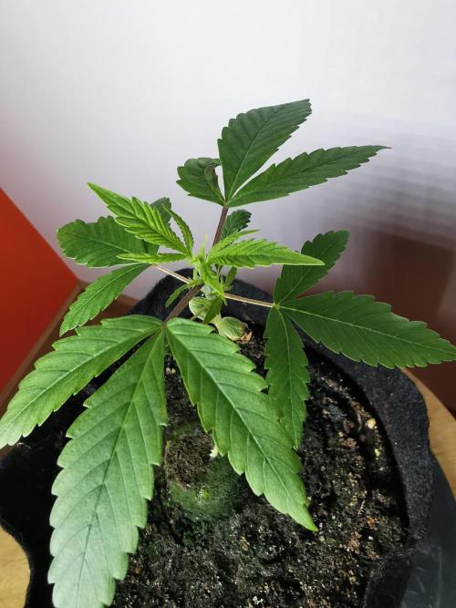 Fractal auto / FC-E4800 / 90x60x140. Week 2