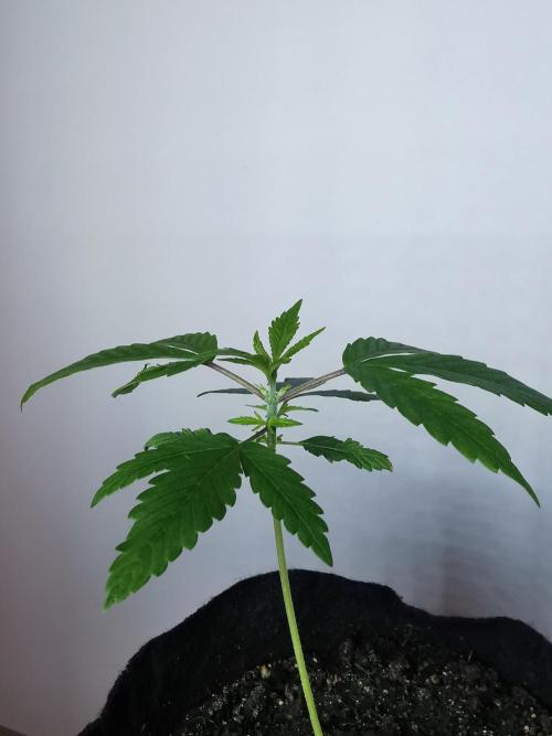 Fractal auto / FC-E4800 / 90x60x140. Week 2