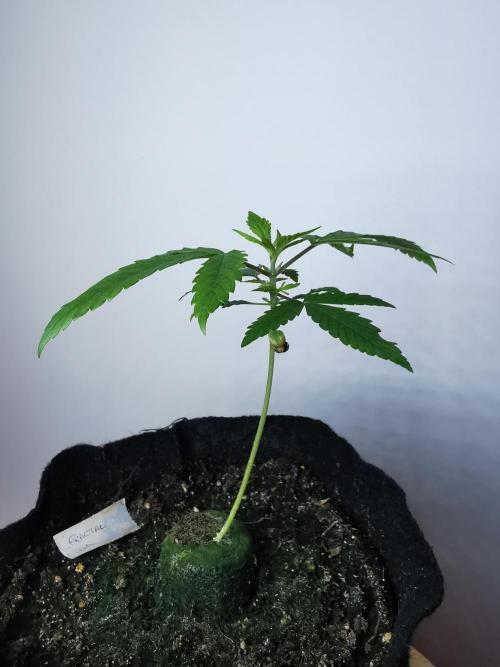 Fractal auto / FC-E4800 / 90x60x140. Week 2