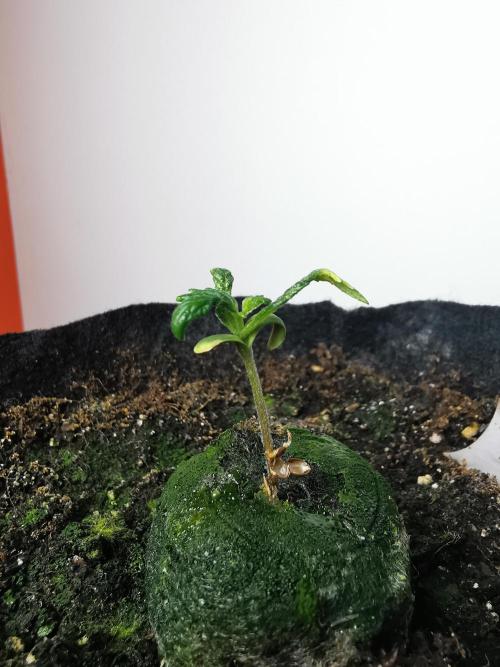 Apple Betty auto / FC-E4800 / 90x60x140. Week 2