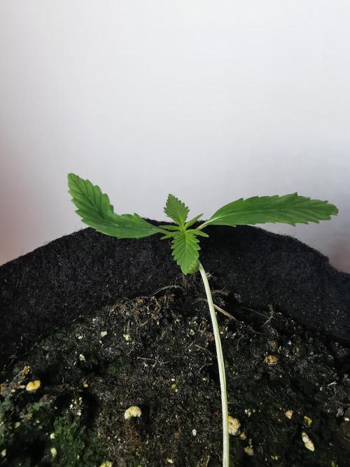 Pablo Escobar auto / FC-E4800 /90x60x140. Week 2