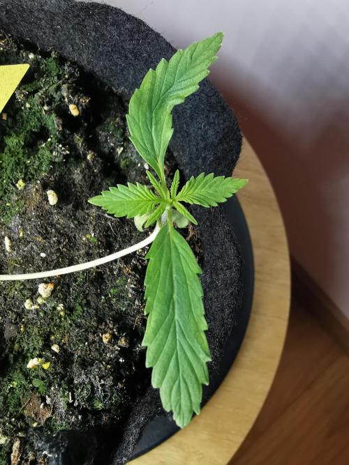 Pablo Escobar auto / FC-E4800 /90x60x140. Week 2